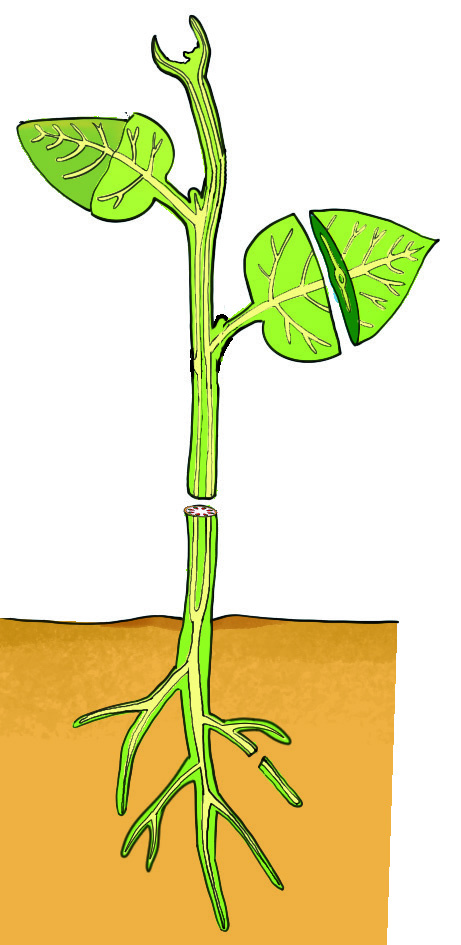 Tissue systems in a plant