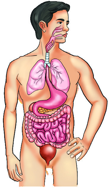 Human figure showing locations of epithelial tissue types