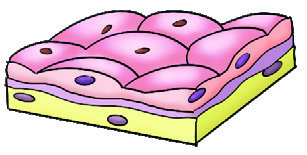 Exchange epithelium
