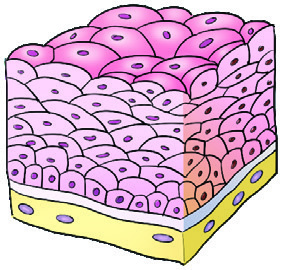 Protective epithelium