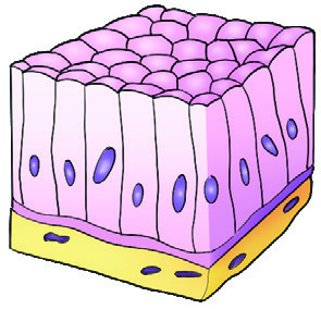 Secretory epithelium