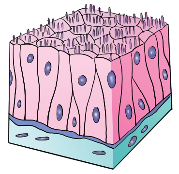 Sensory epithelium