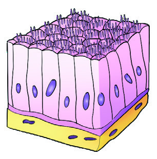 Absorptive epithelium