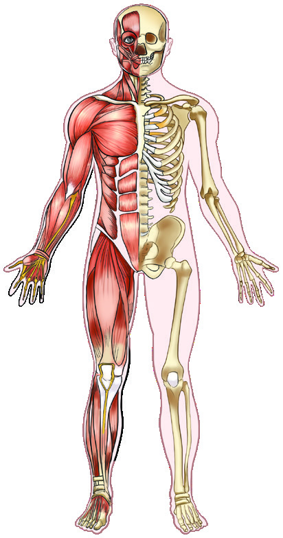 Types of bones