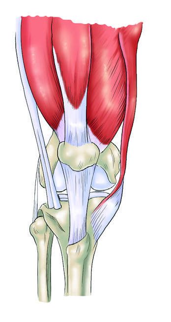 Arrangement of tissues at a joint