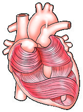 Heart