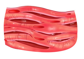 Cardiac muscle