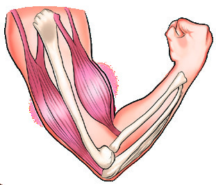 Skeletal muscle in arm