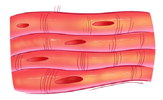 Skeletal muscle fibres