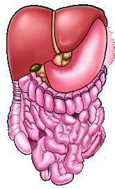 Smooth muscle in intestine