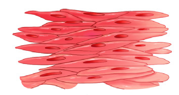 Smooth muscle