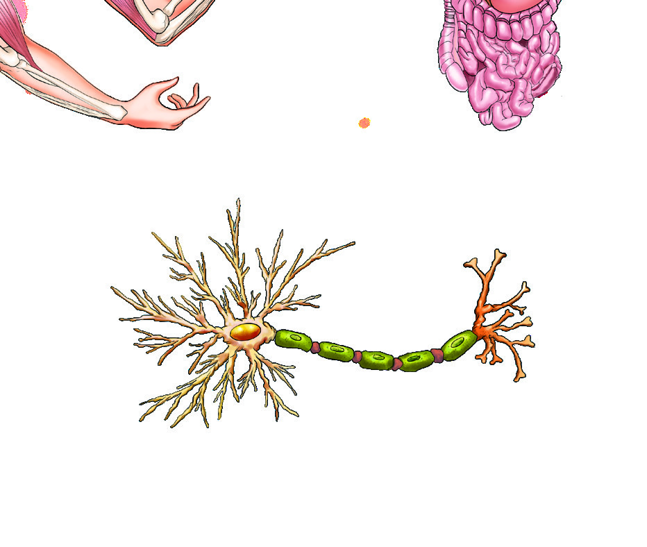 Structure of a neuron
