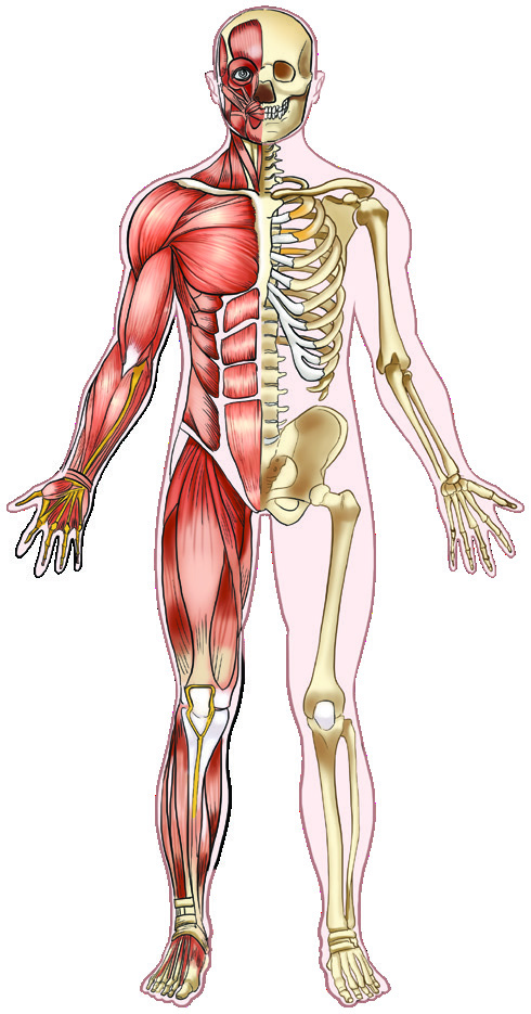 Musculoskeletal system in human body