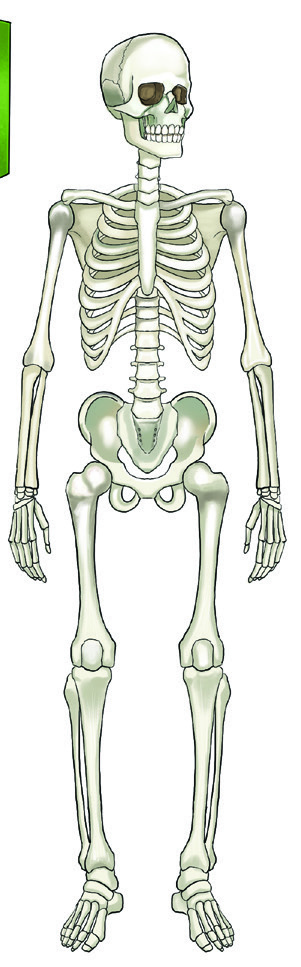 Skeleton showing types of joints