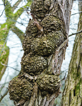 Crown gall disease on tree trunk