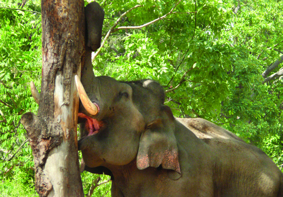 Elephant debarking a tree
