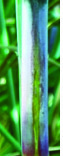 Cutting with node