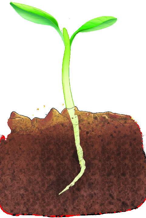 Location of apical meristem in a sapling