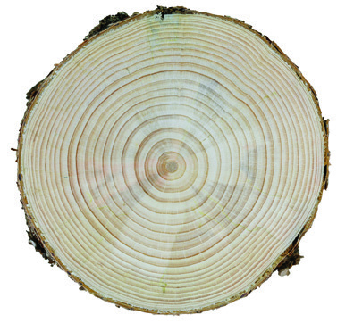 Tree trunk cross-section showing annual growth rings