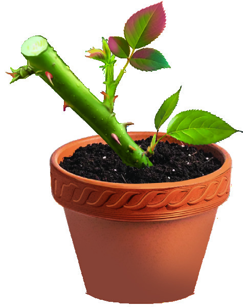 New branches arising from the node of a stem
