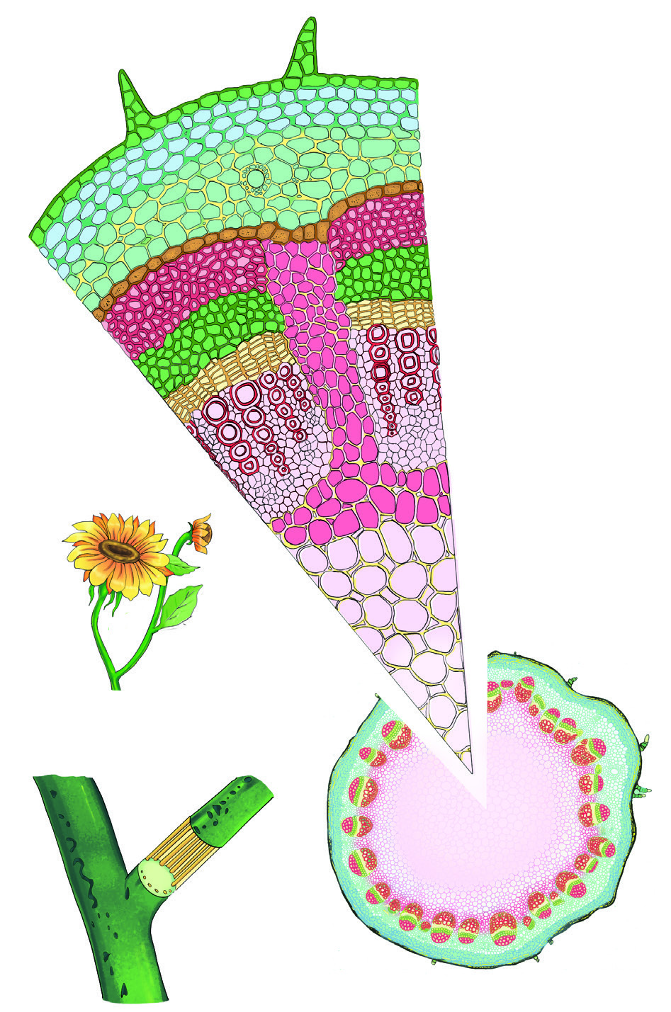 Internal structure of a sunflower stem T.S.