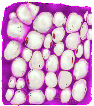 Parenchyma cells, thin walls