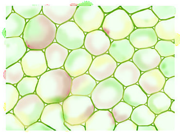 Collenchyma cells, thick walls