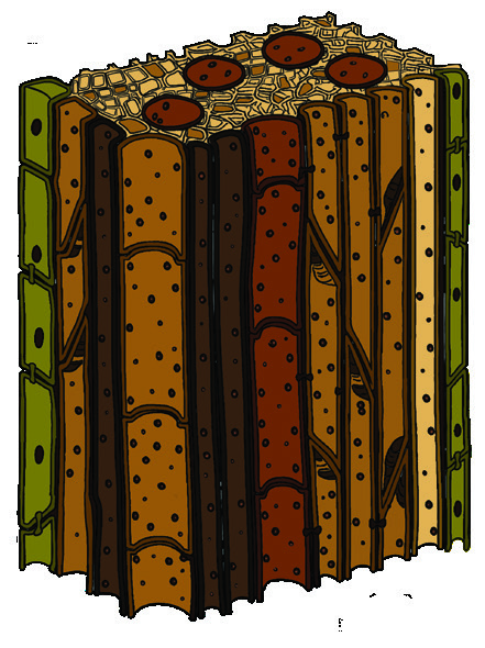 Xylem vascular tissue diagram