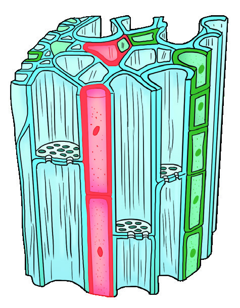 Phloem vascular tissue diagram