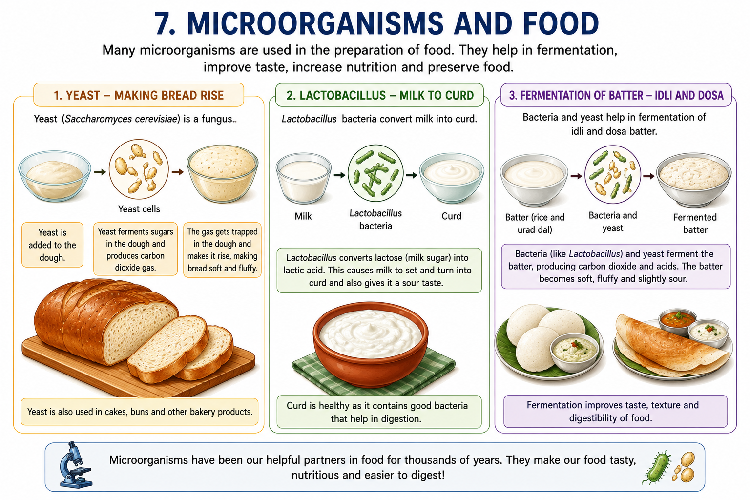 Microorganisms in food — yeast bread Lactobacillus curd fermentation