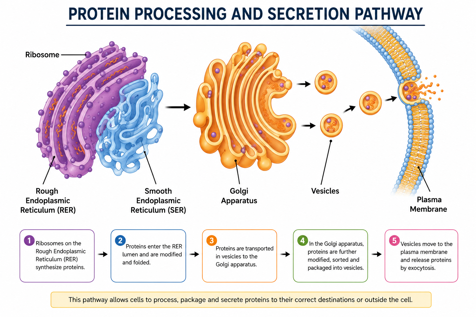 Diagram showing Rough ER, Smooth ER, Golgi apparatus and pathway for protein processing and secretion
