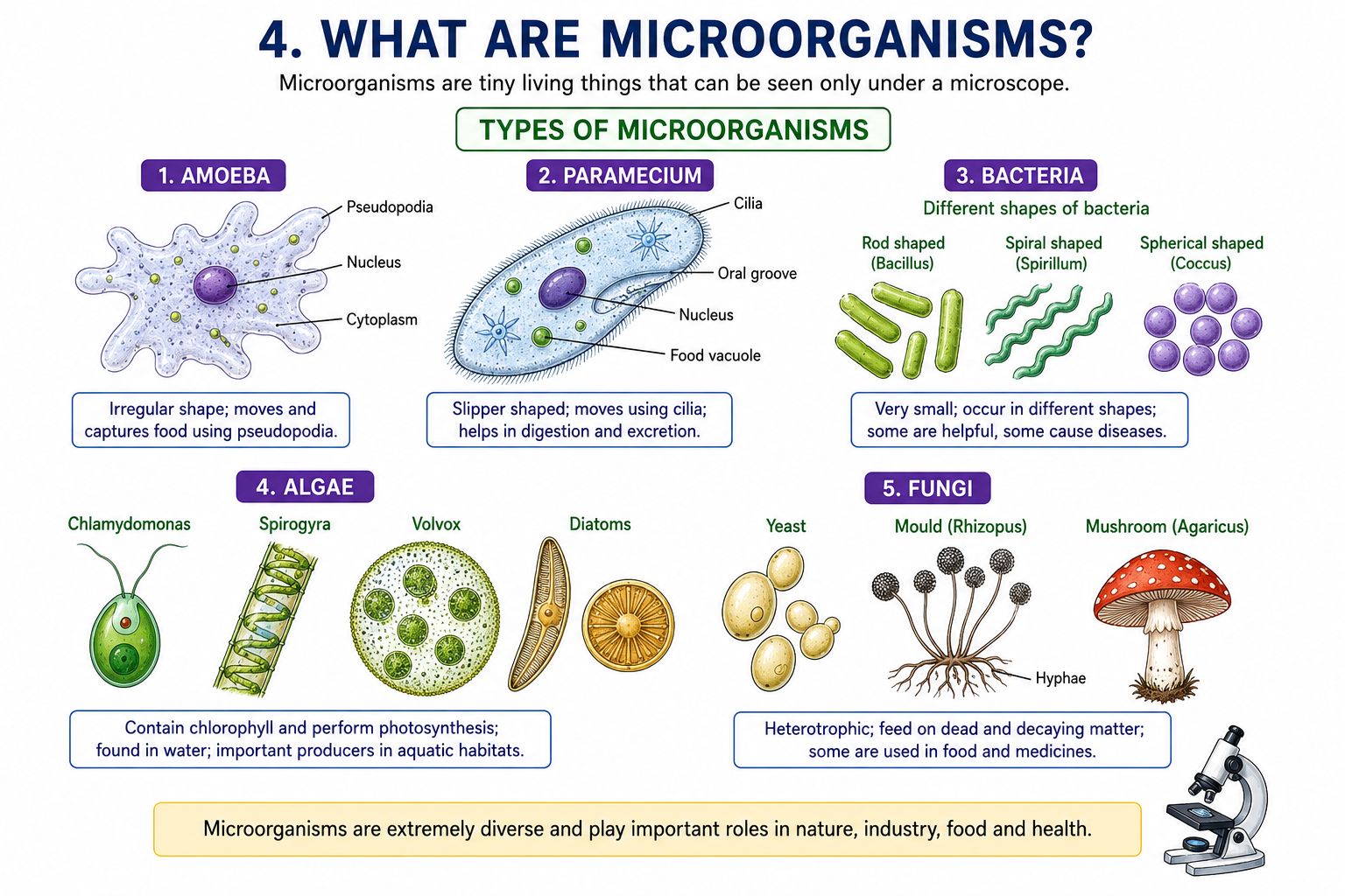 Types of microorganisms diagram