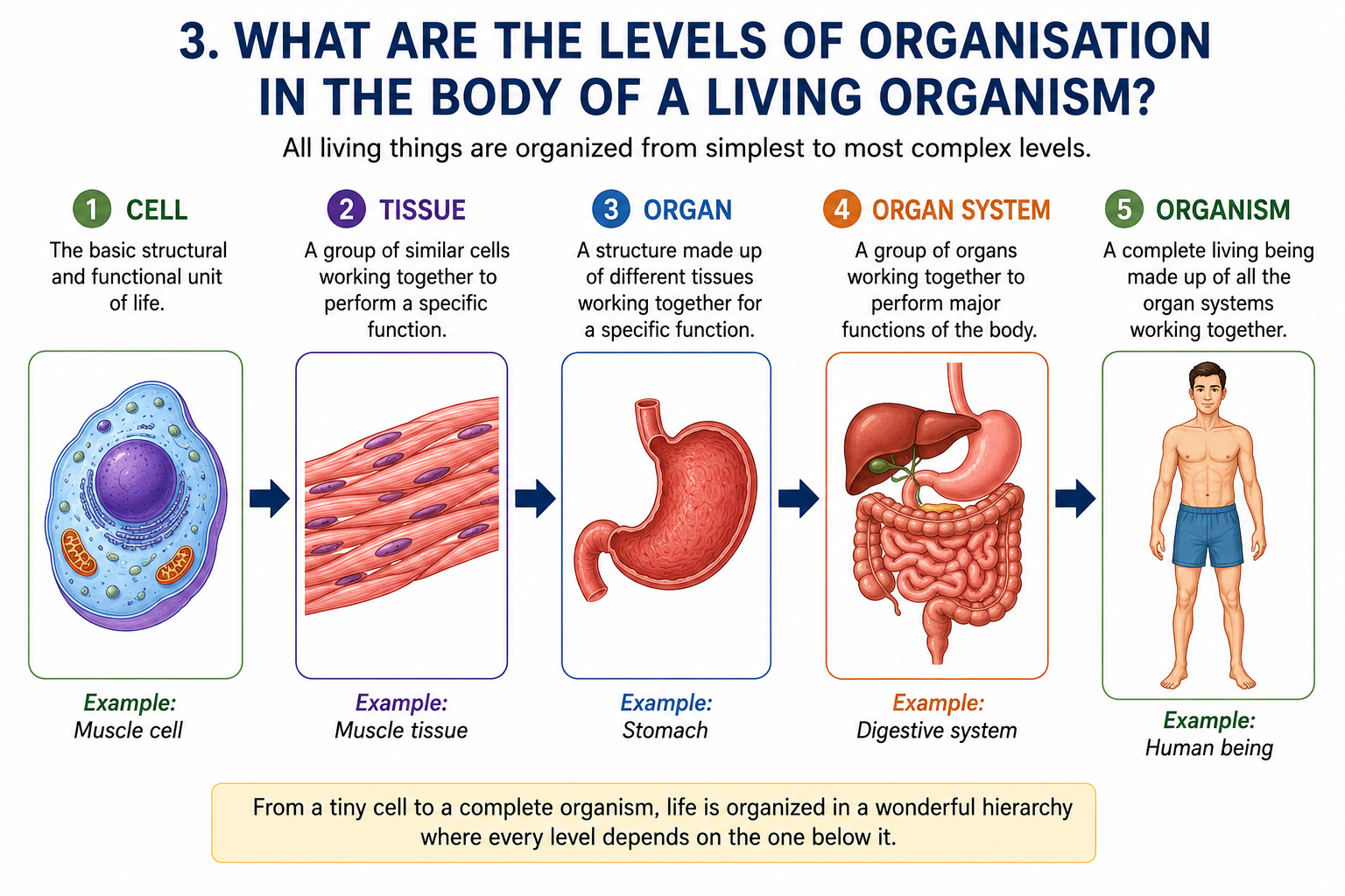 Levels of biological organisation diagram