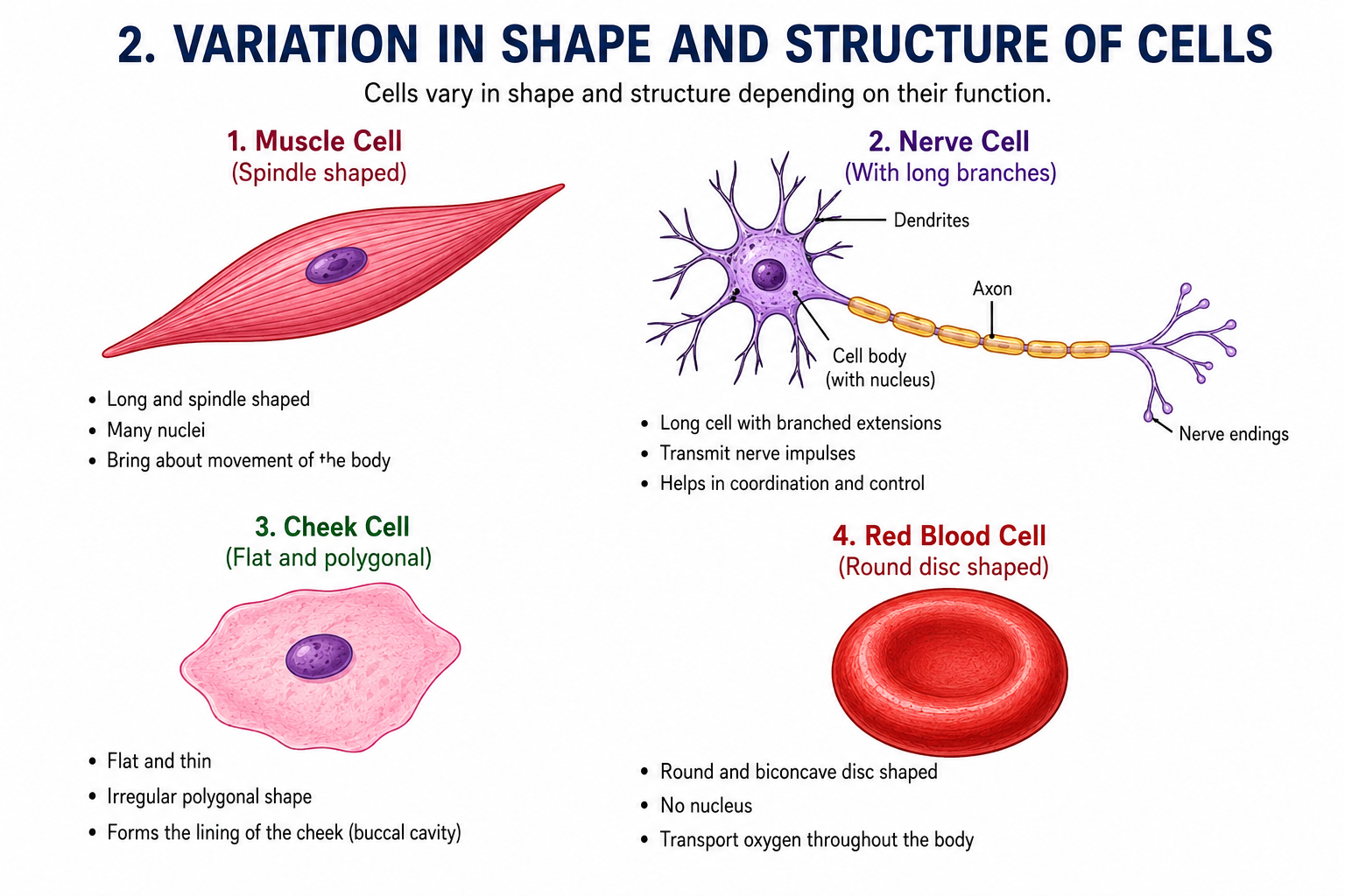 Different types of cells — muscle nerve cheek plant