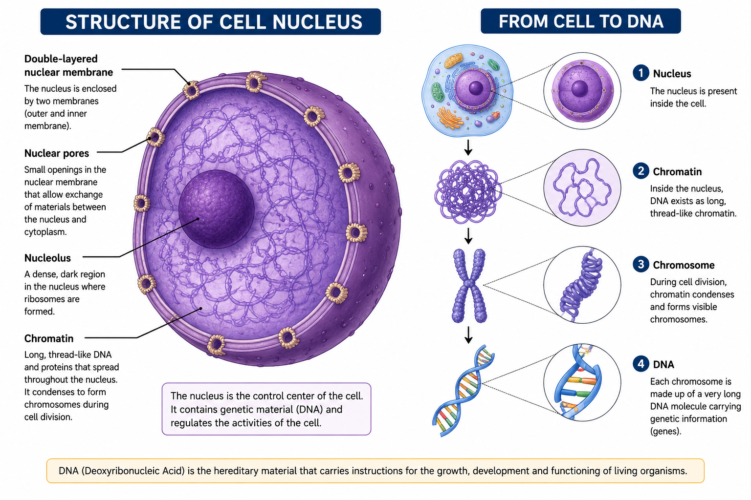 Structure of cell nucleus showing nuclear membrane, pores, nucleolus, chromatin, and DNA sequence