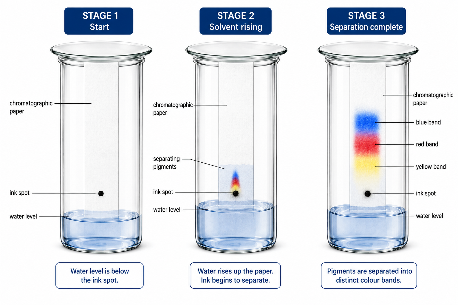 Three stages of paper chromatography — setup, solvent rising, and separated colour bands on paper strip