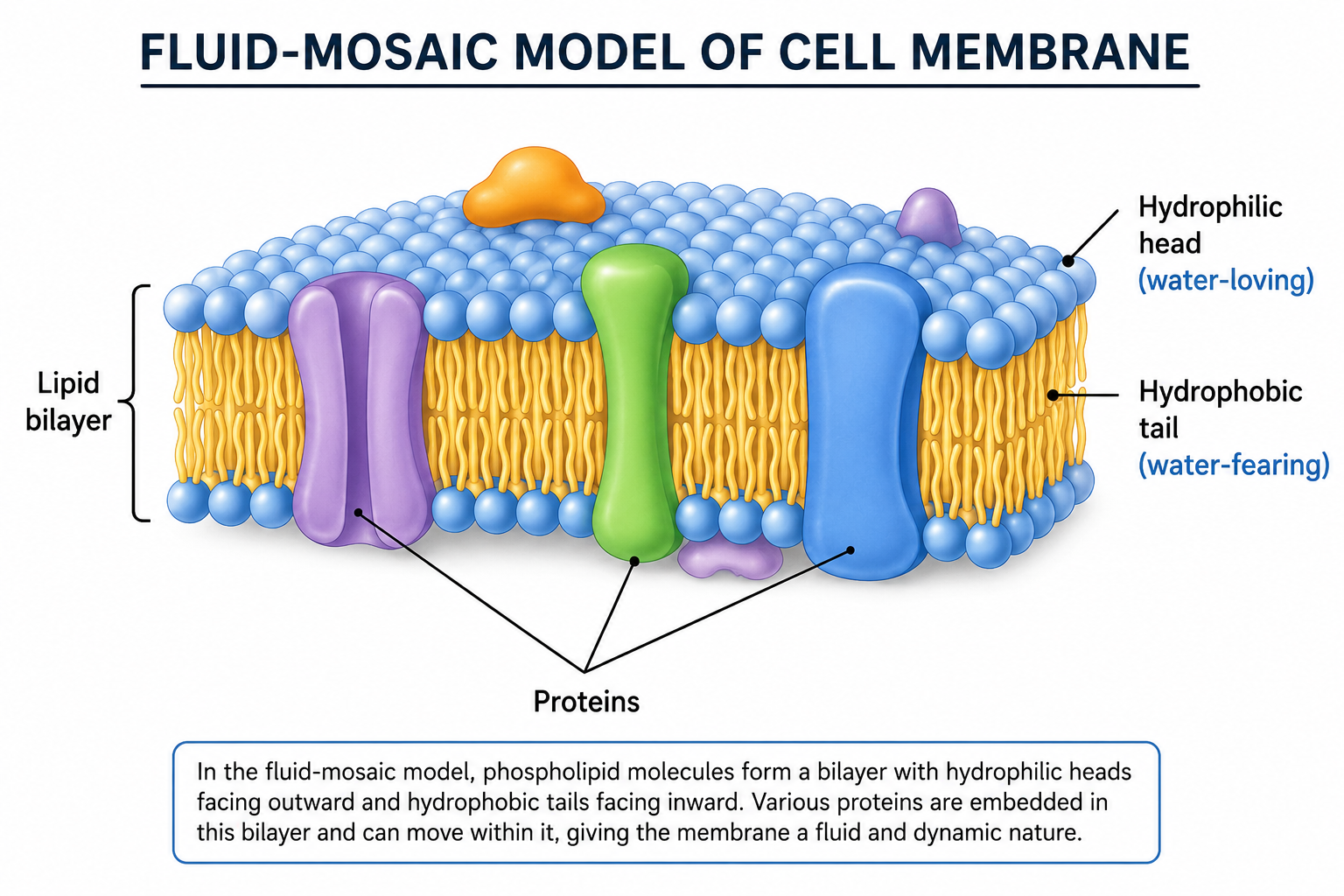 Fluid-mosaic model of cell membrane showing lipid bilayer and proteins