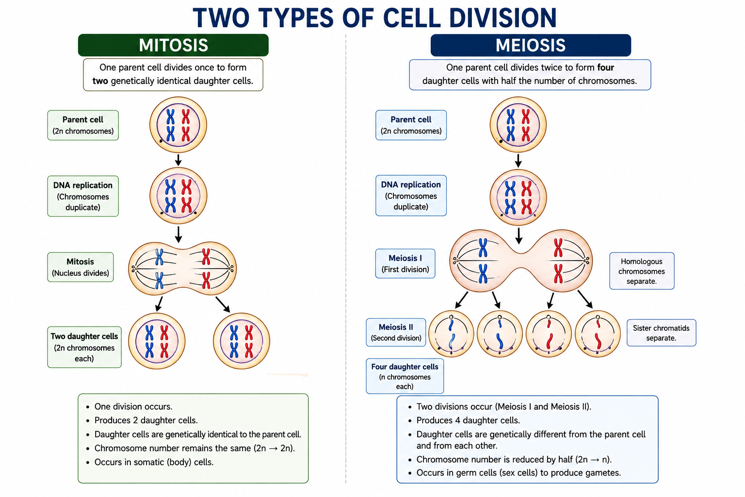 Diagram comparing mitosis producing two identical daughter cells and meiosis producing four daughter cells with half chromosomes