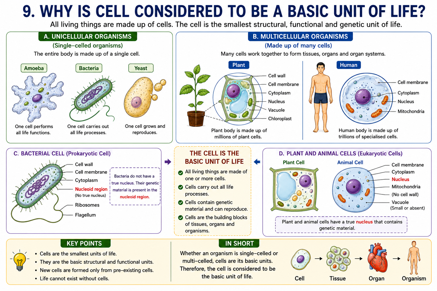Unicellular vs multicellular organisms bacterial nucleoid diagram