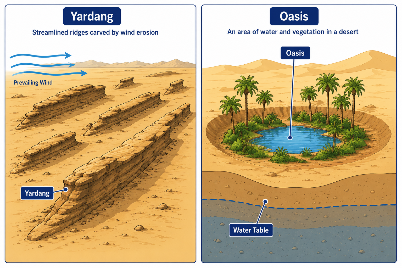Labeled desert diagram — yardang carved by wind and oasis in a deflation hollow with water table