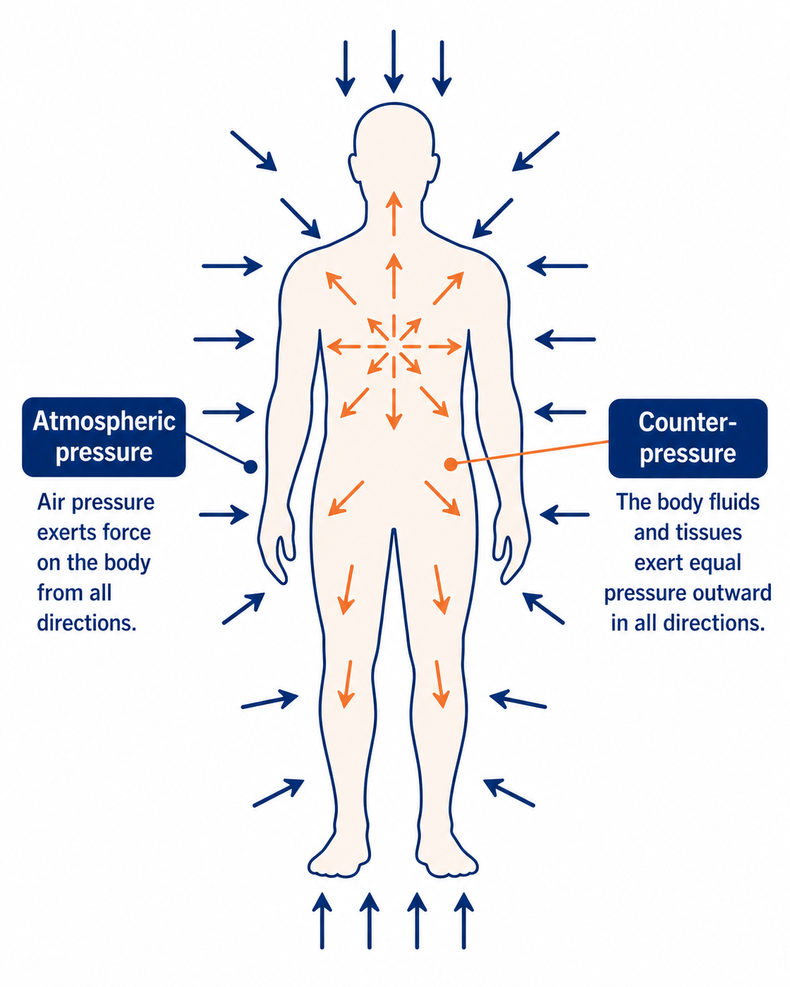 Diagram showing atmospheric pressure on the human body from all sides and counter-pressure